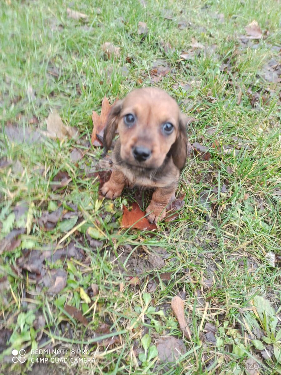 Jezevčík trpasličí krátkosrstý