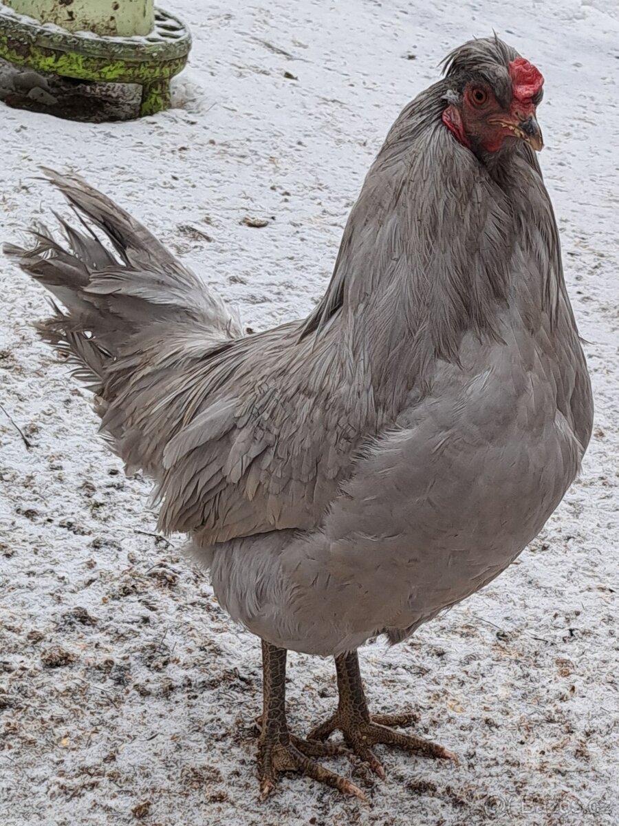 Kohouti araukany levandulové