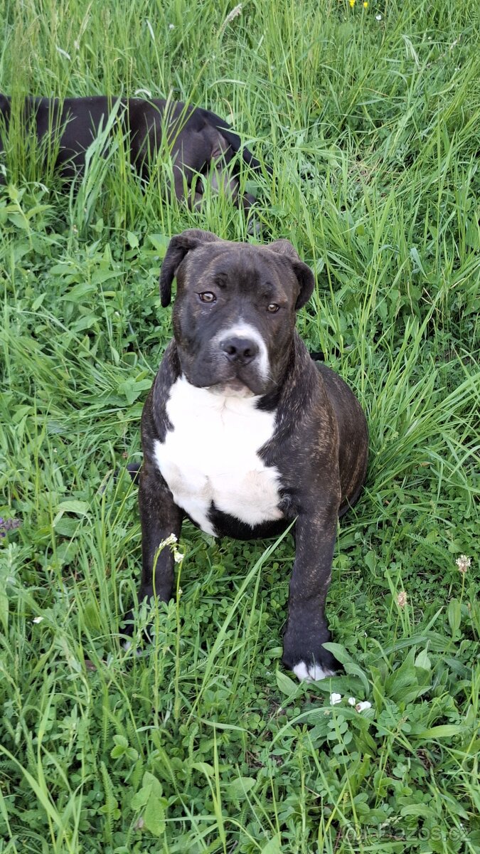 American Bully psik standard