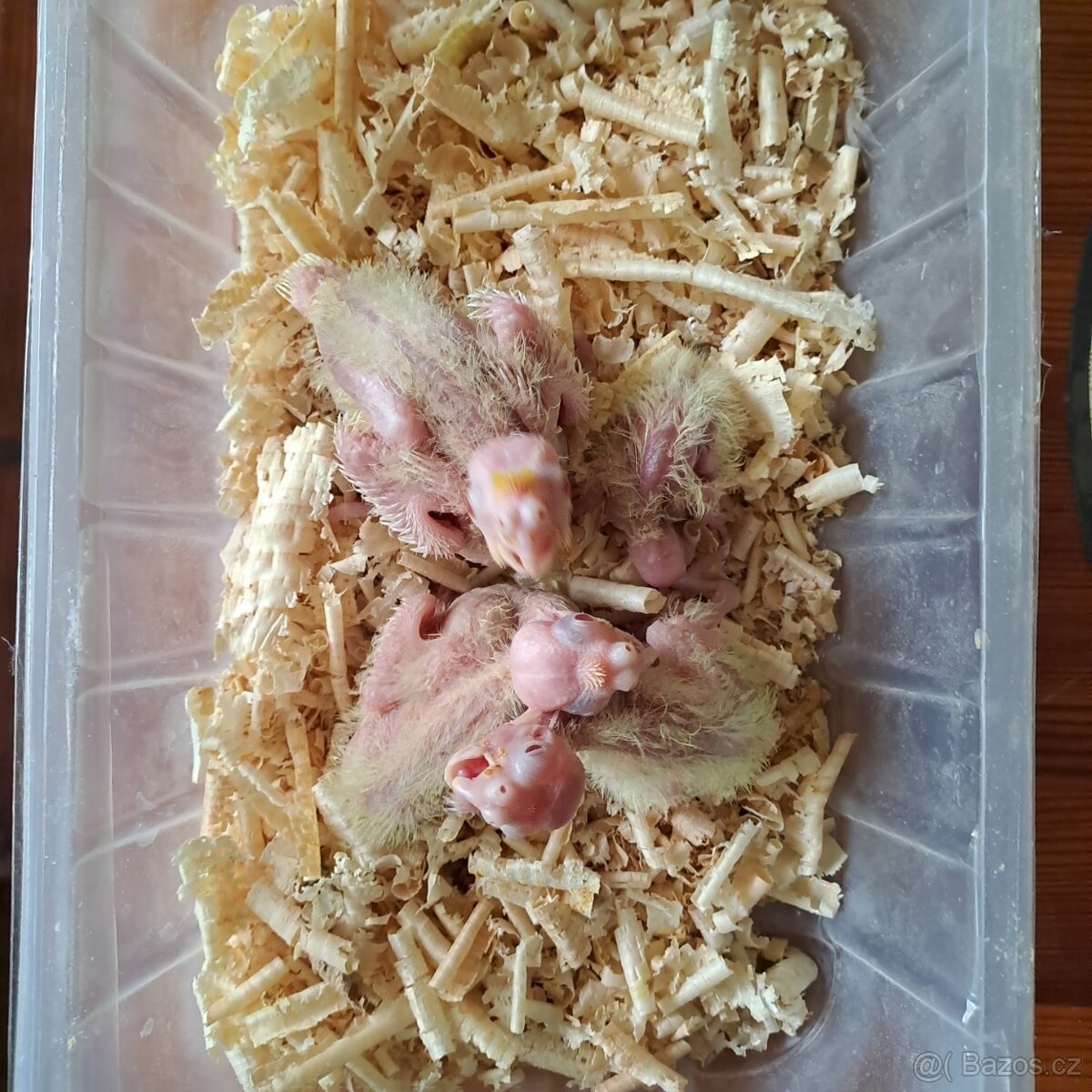 PRODÁM ručně dokrmené korely- rezervace -