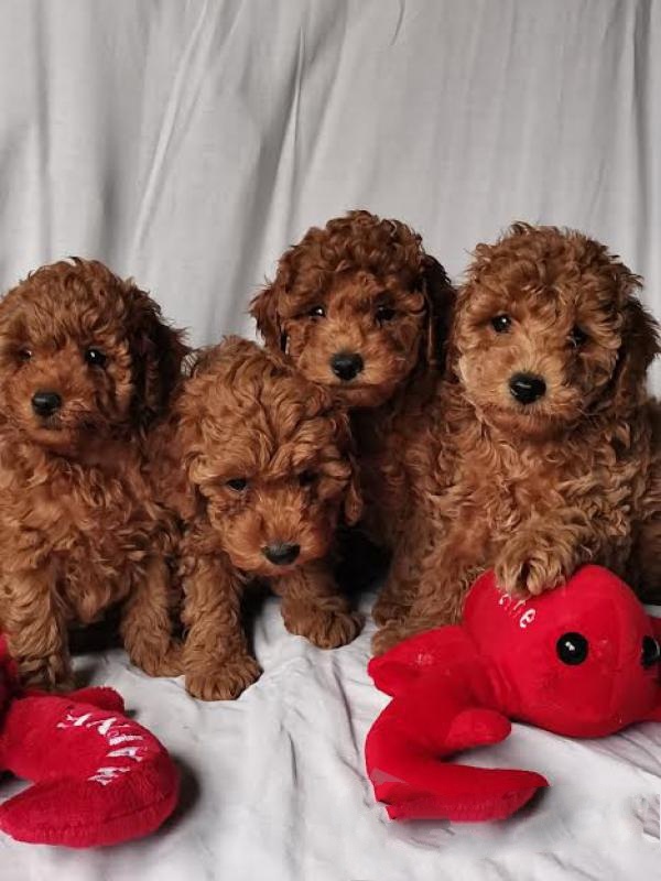 Maltipoo