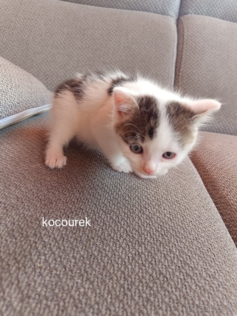 Daruji koťátka