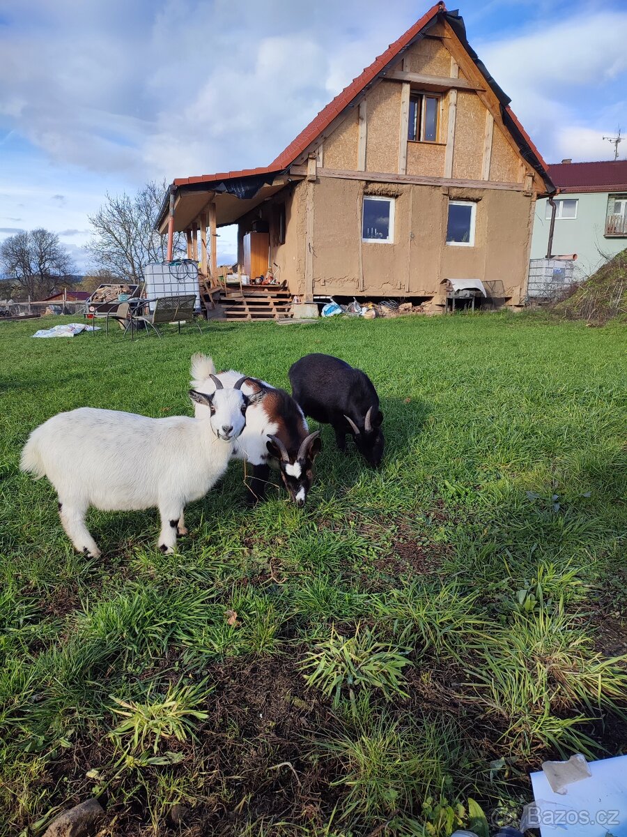 Kamerunské kozy