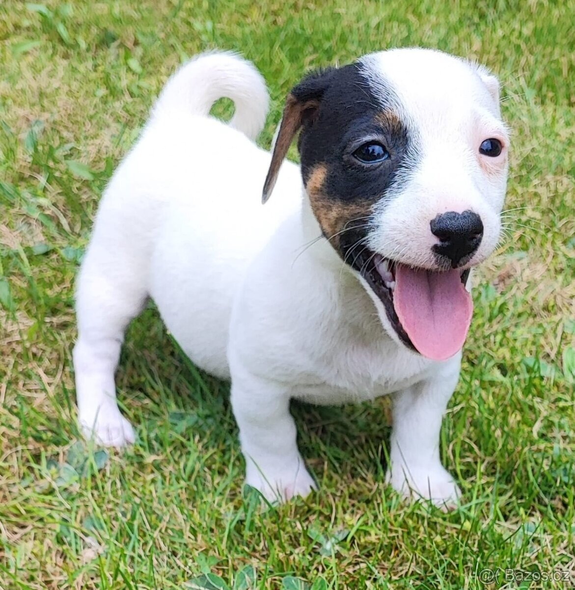 Jack Russel terier,kouzelný chlapeček