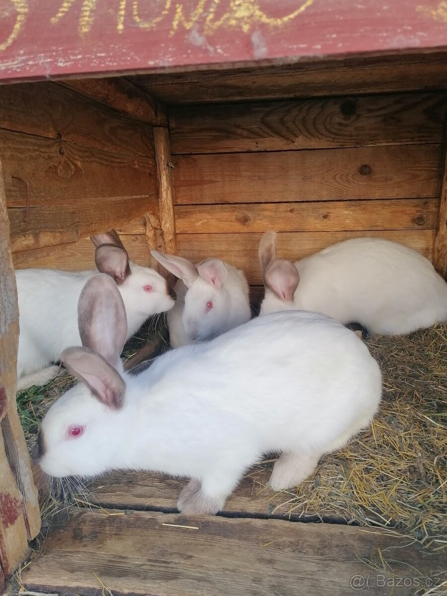 Králík