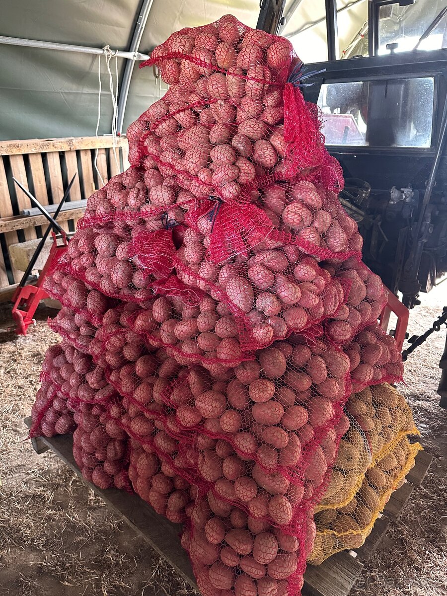 Brambory “BIO” na uskladnění