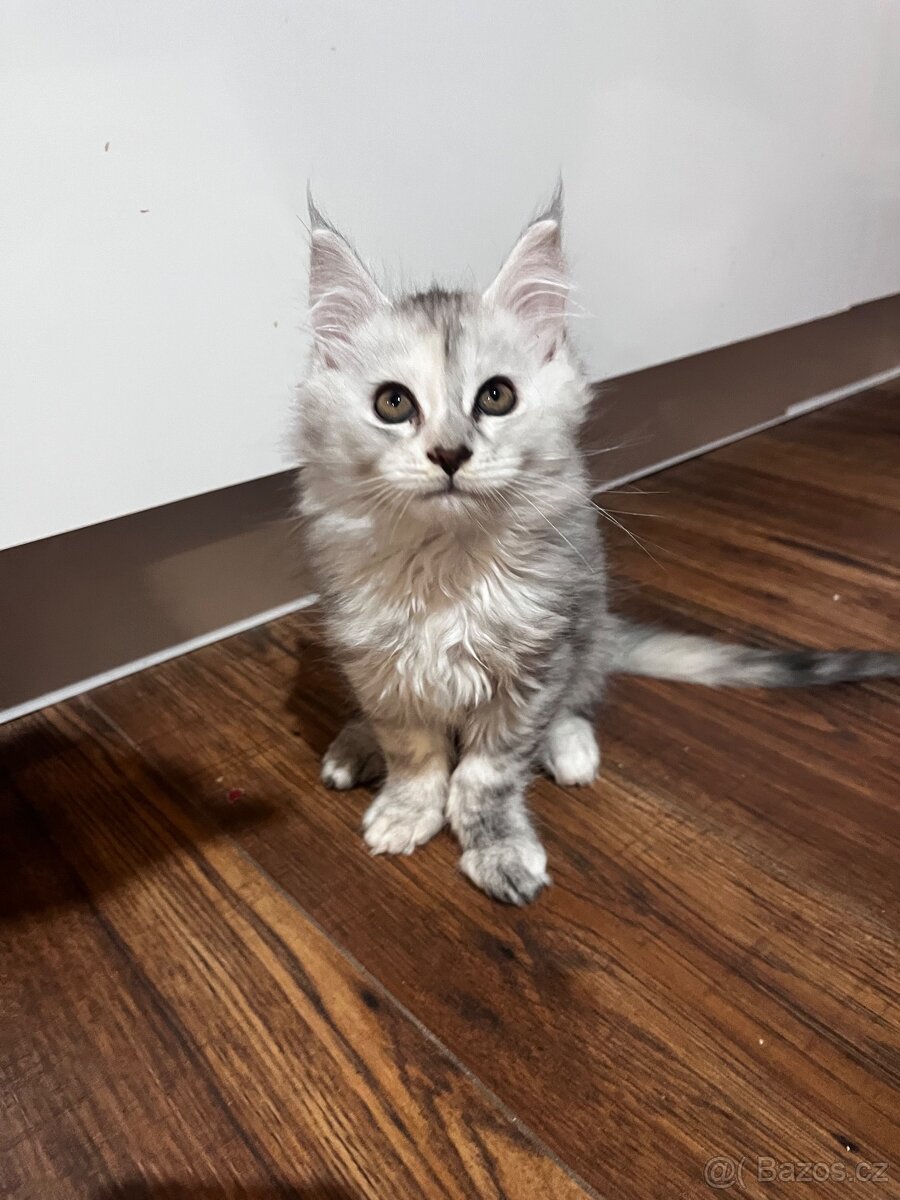 kotatko maine coon s PP/Frost
