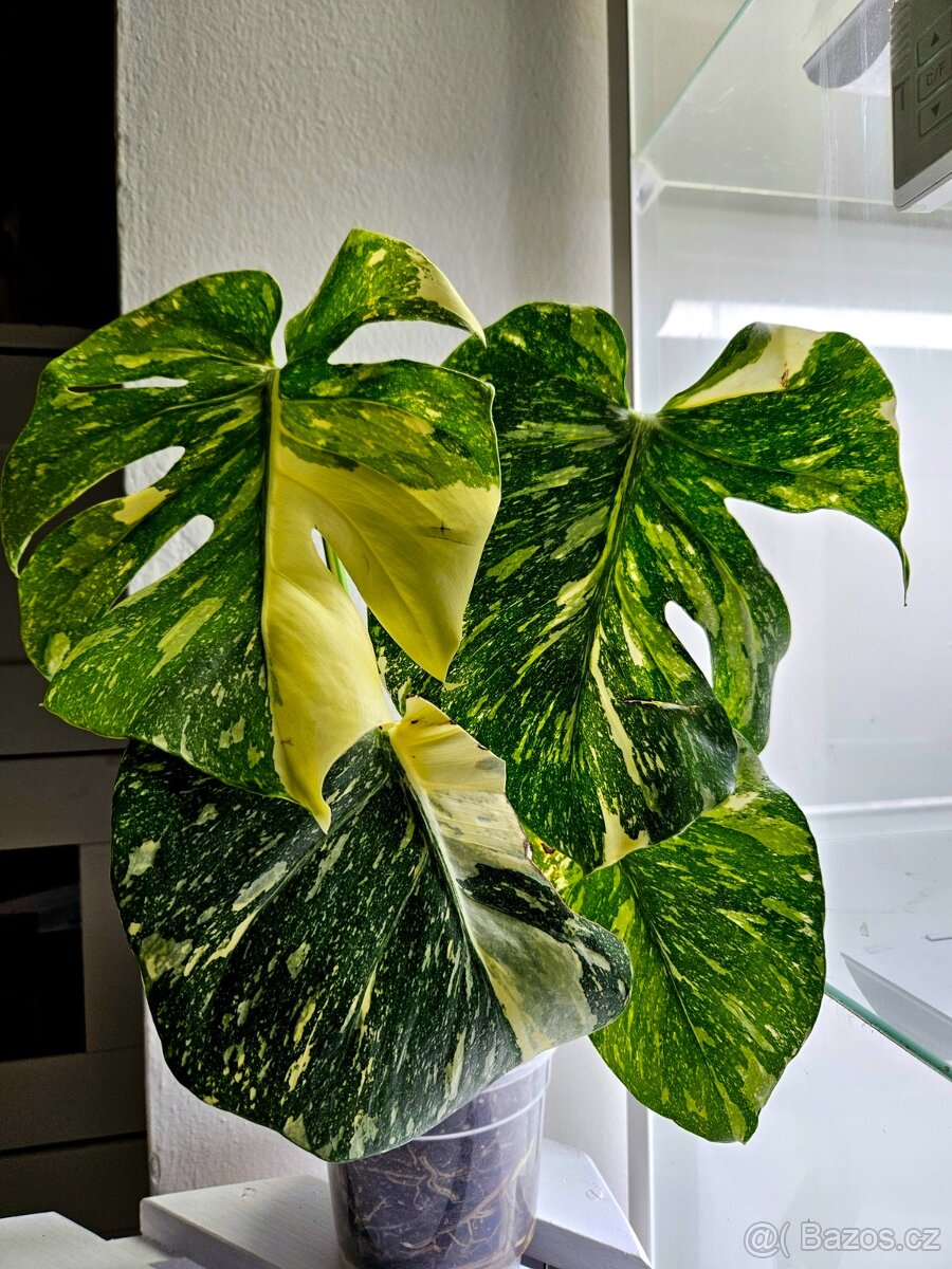 Monstera Thai Constellation