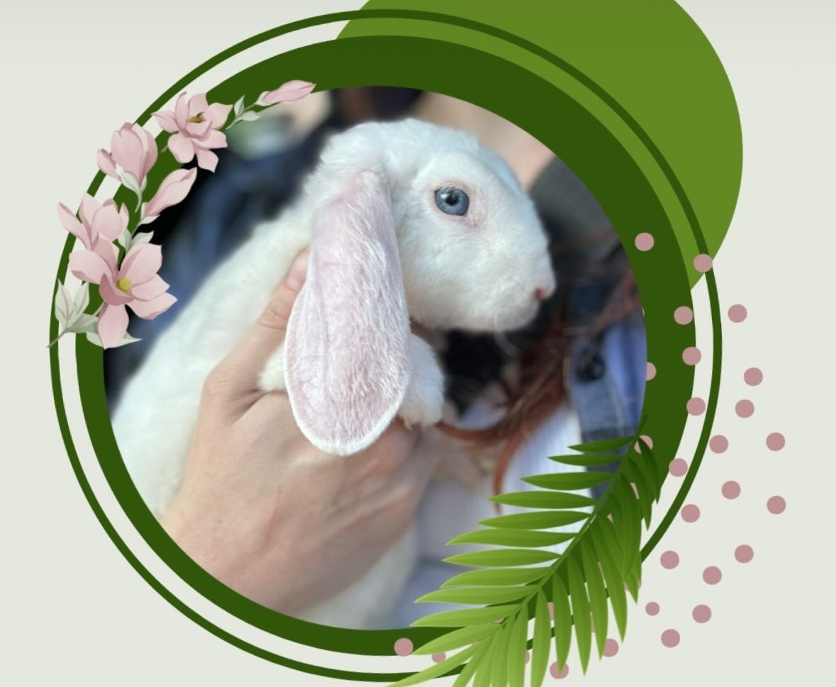 Zakrslý rex beran - After