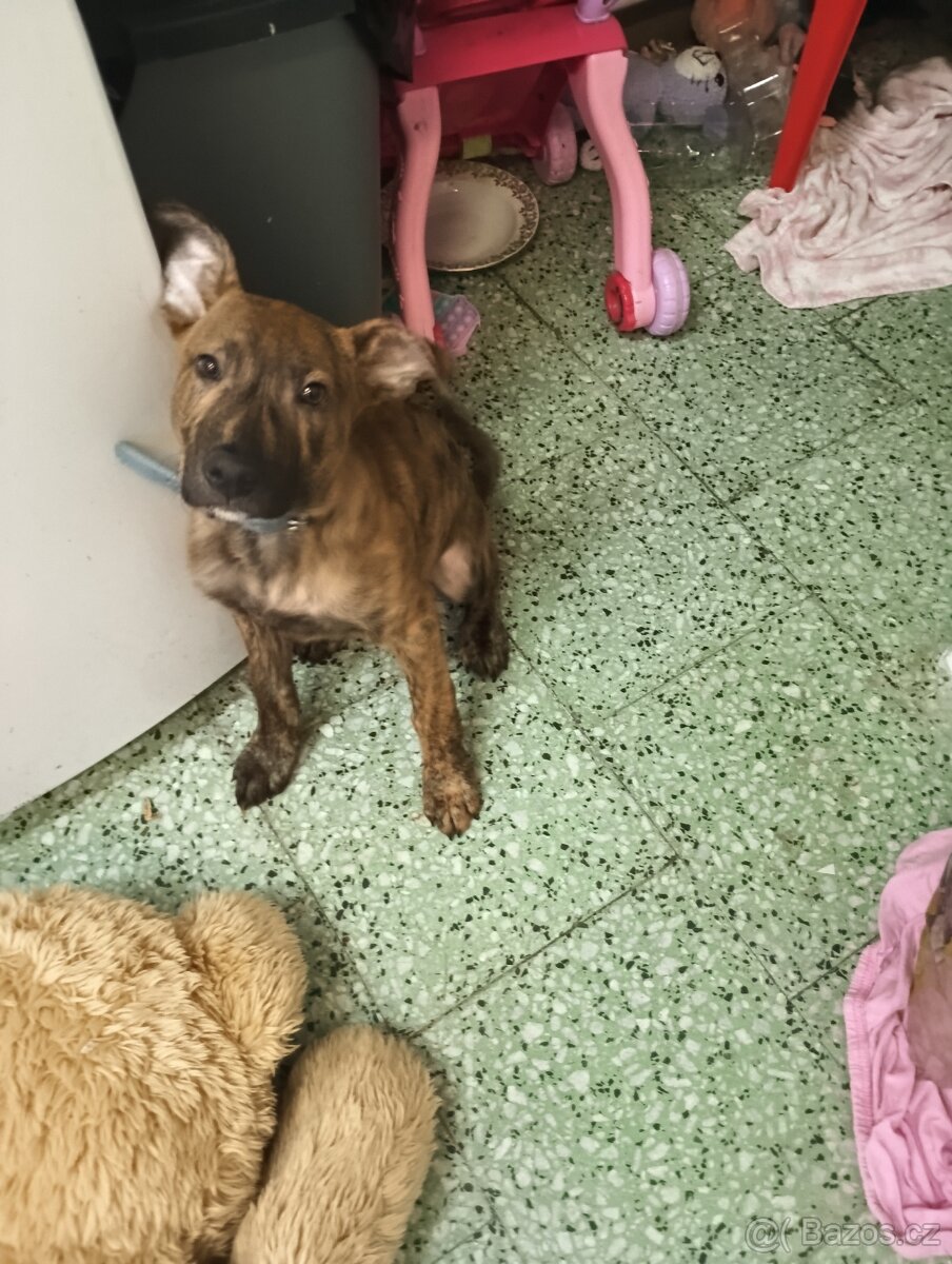 Štěně křížence