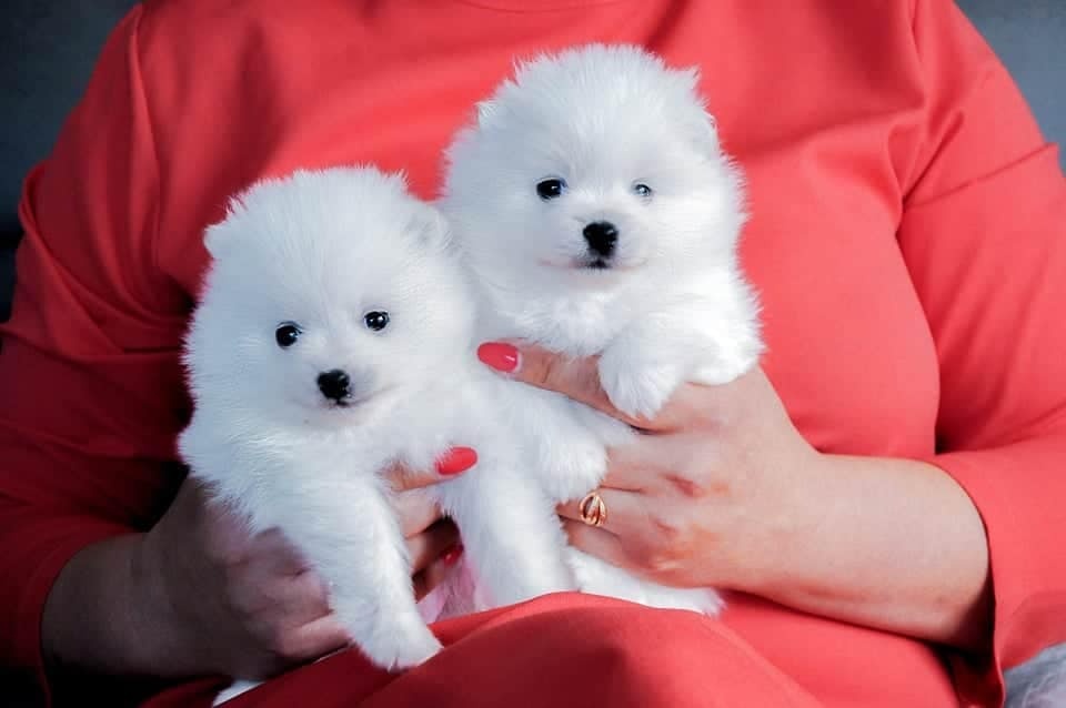 Pomeranian s PP