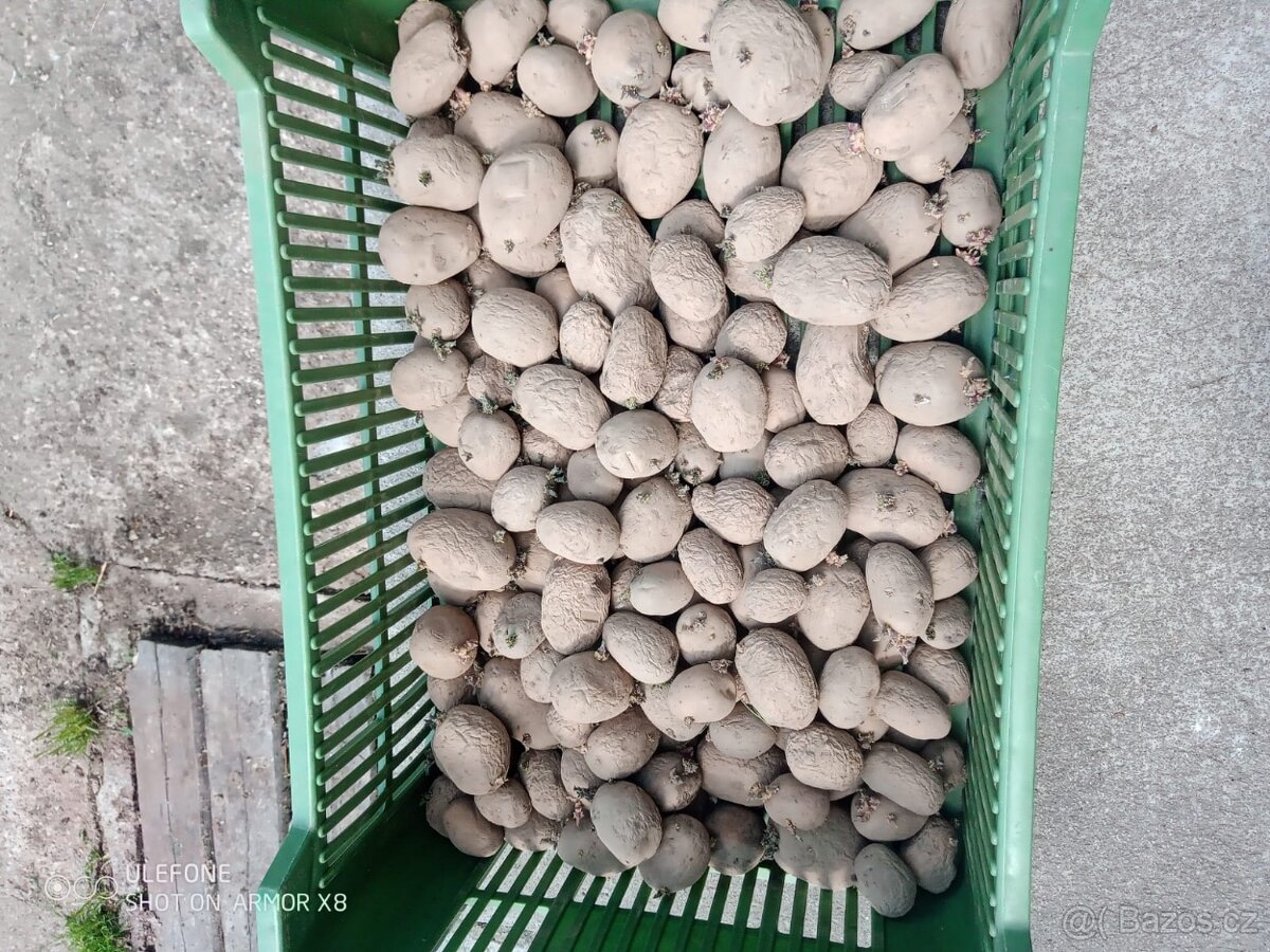 Brambory sadbové Marabel