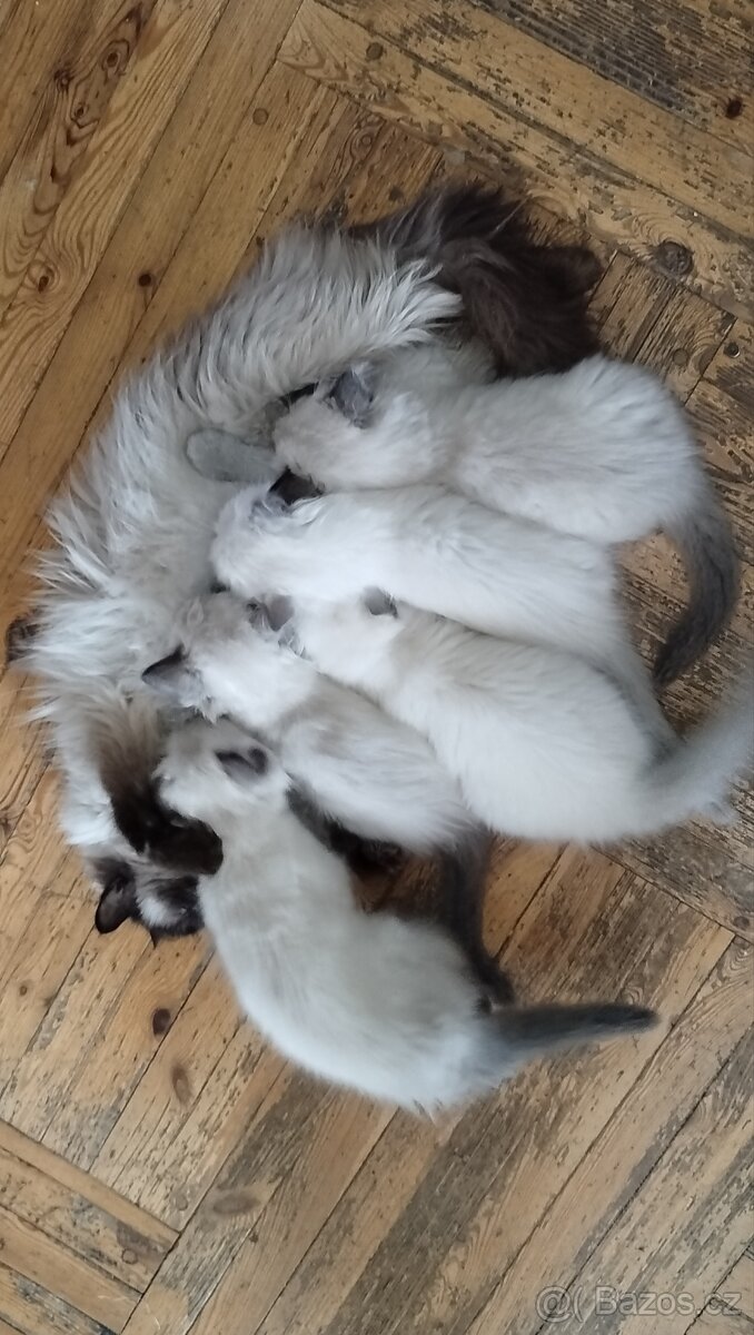 Ragdoll koťátka bez PP