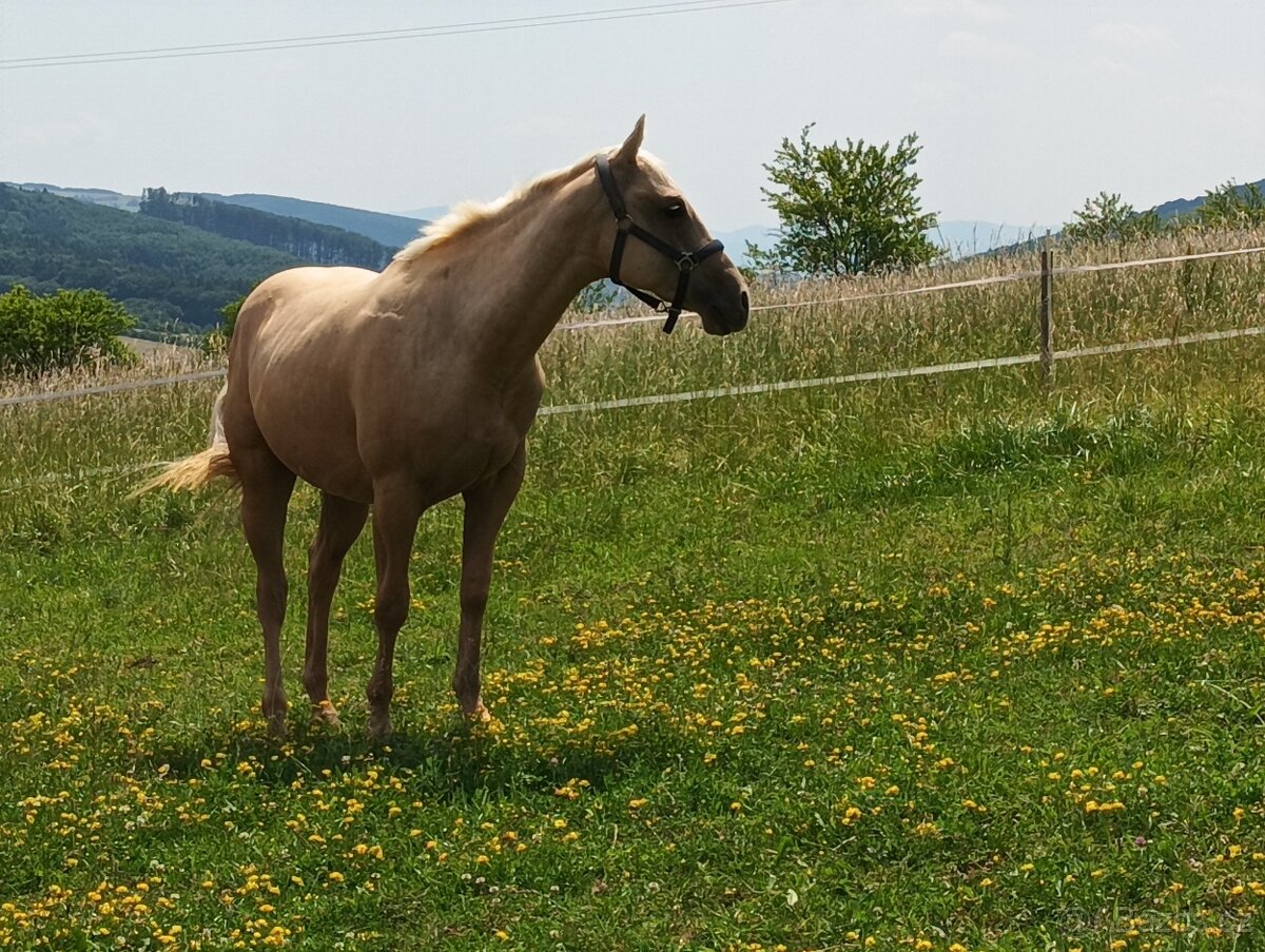 Aqh Valach Palomíno