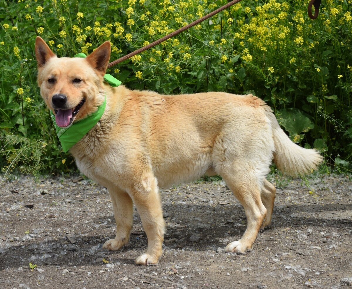 ZIPPY K ADOPCI - 5 LET, VESELÝ, ODDANÝ,ZVĚDAVÝ