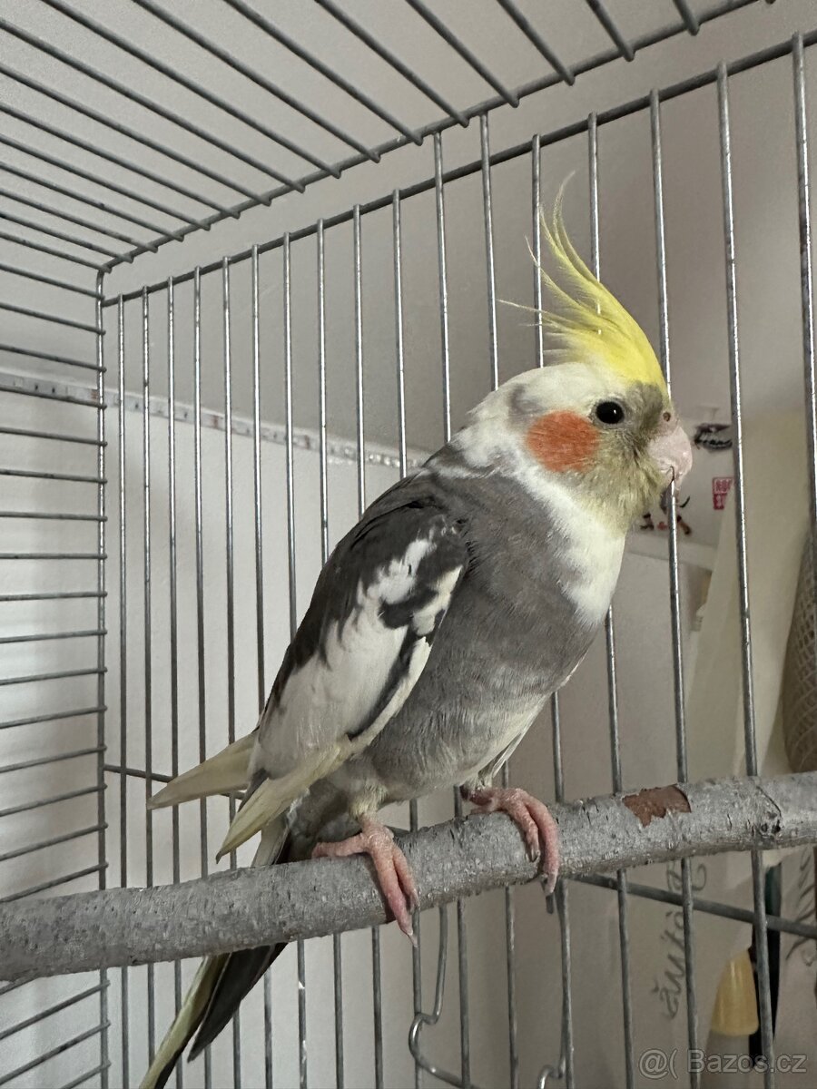 Korela