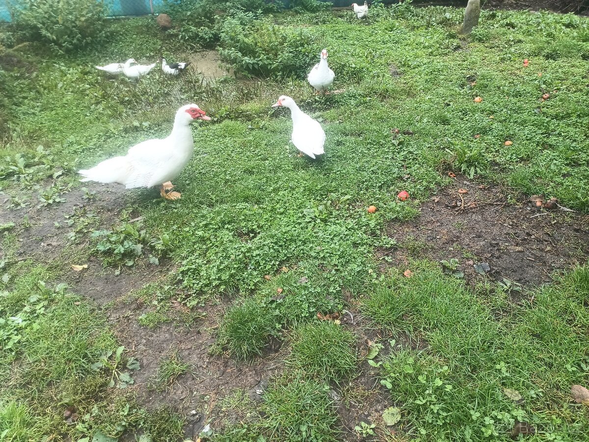 Pižmovky (kachny, kačeři)