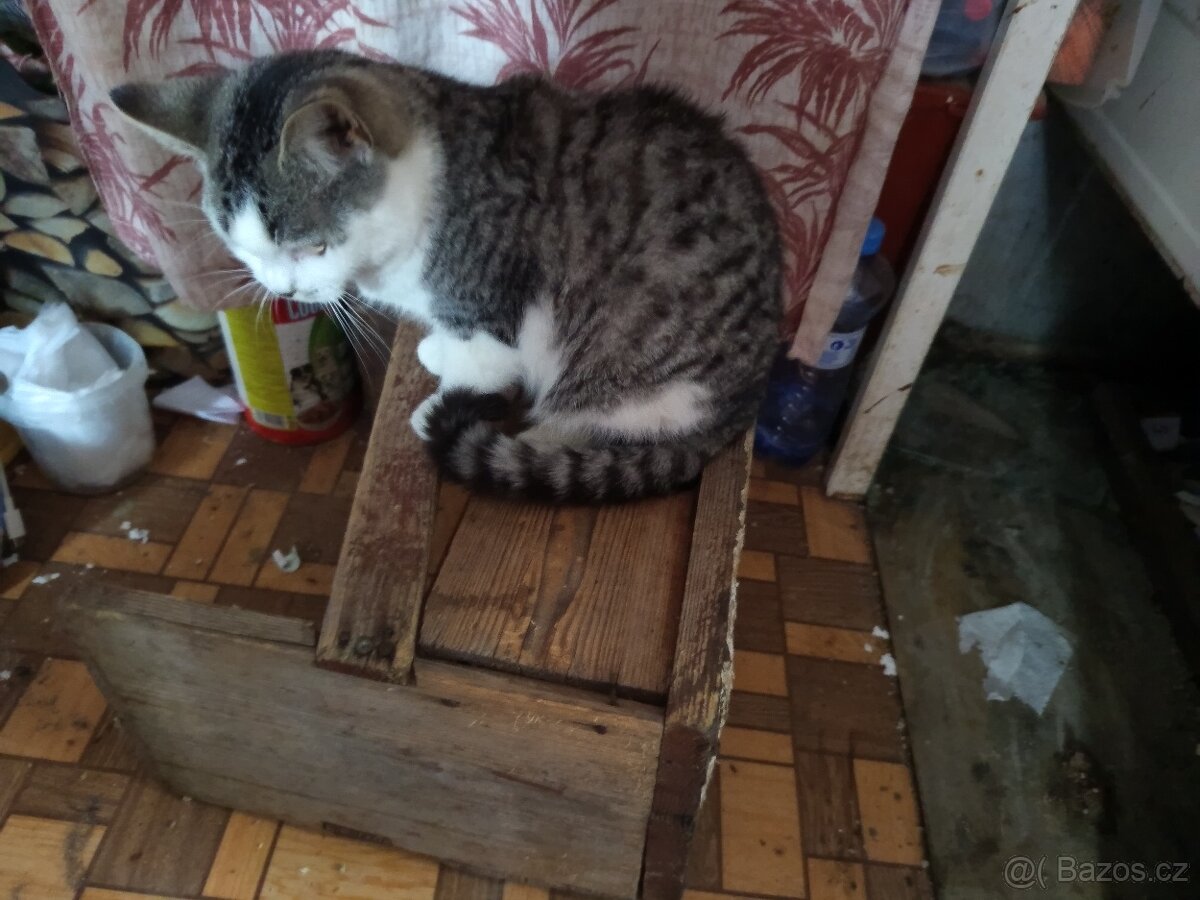 Darují kocoura