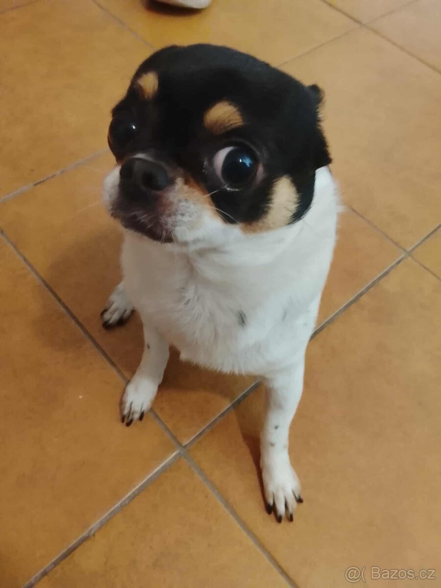 Prodám čivavu je to pes