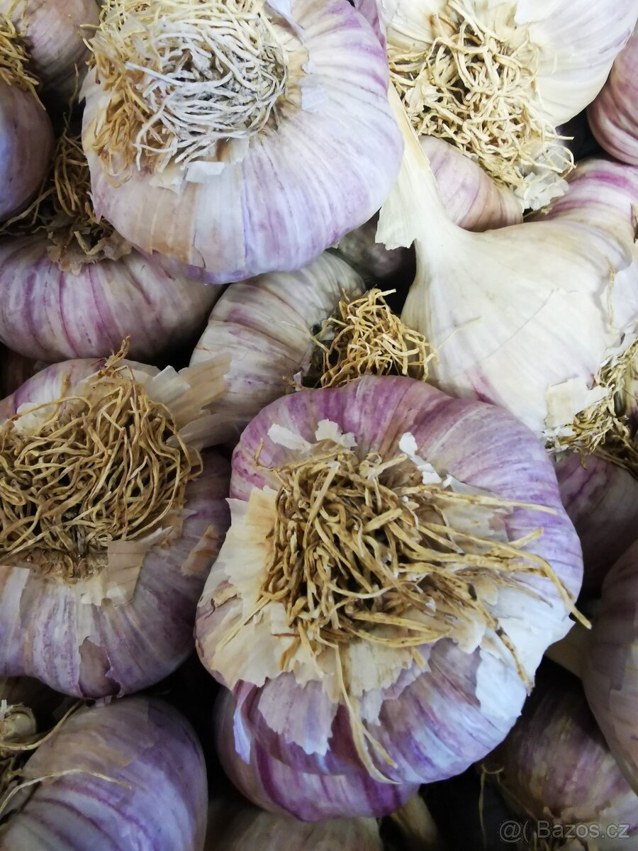 ČESKÝ ČESNEK PALIČÁK, vhodný na sadbu