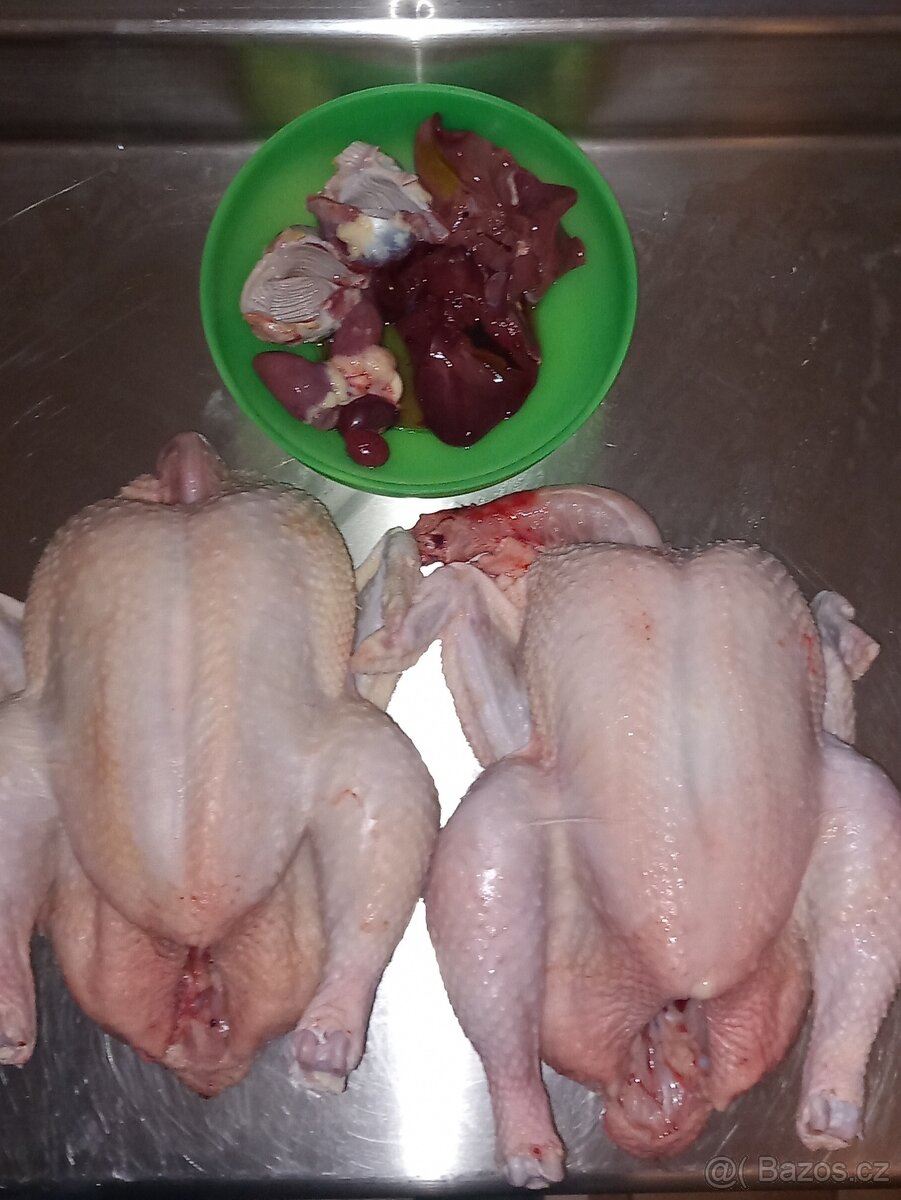 Domácí brojlerové kuře