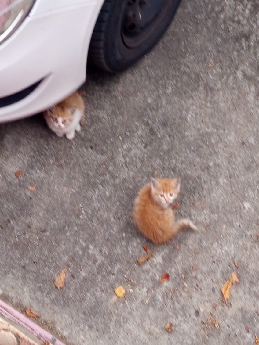 Hledáme nový domov