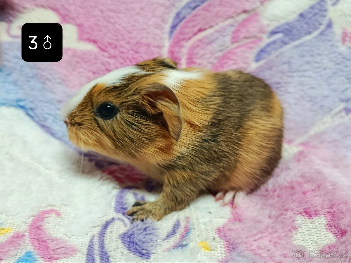 Sameček morče ♂️