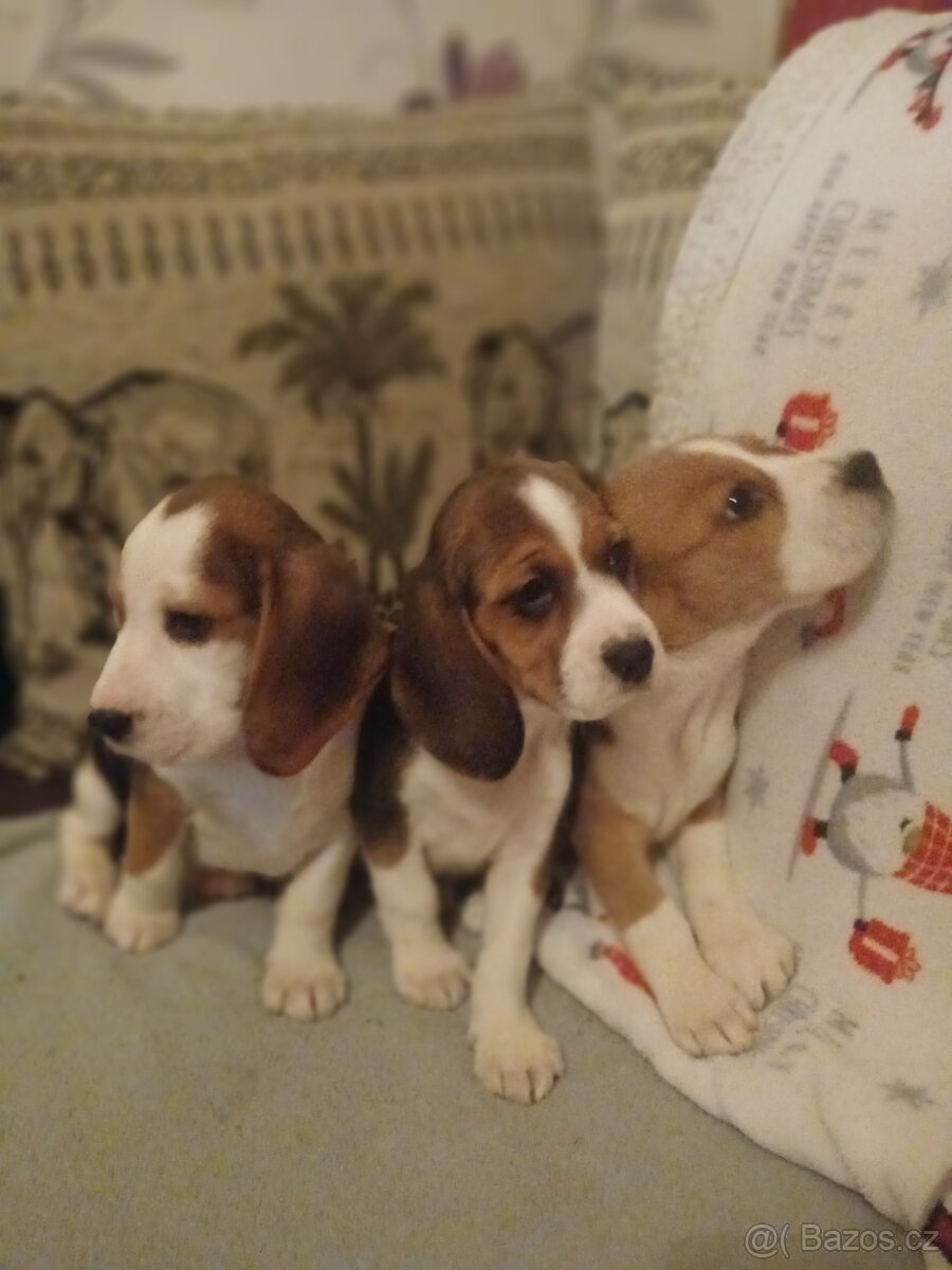 Štěňátka Bigl