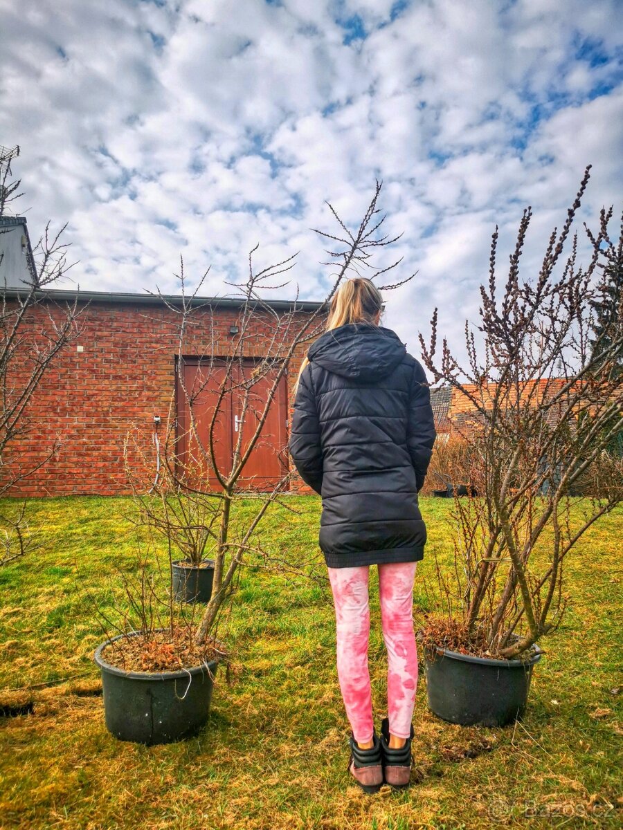 Vzrostlé rakytníky a josta