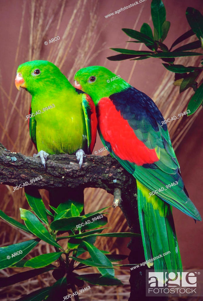 Prodám 2 samice papoušek červenokřídlý rok 2022 do chovu