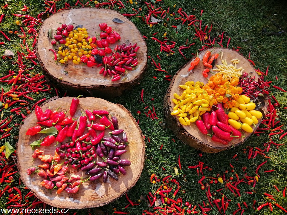 Chilli - MIX - semena
