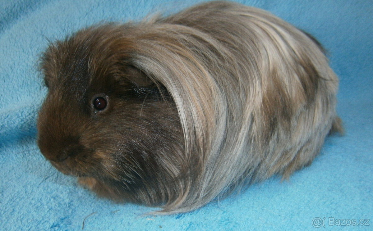 Sheltie morče