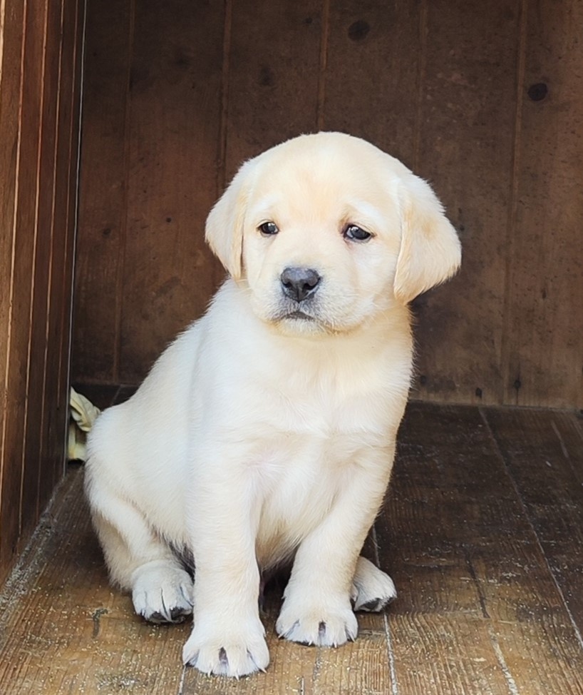 Nabídka štěňat labradorského retrievera