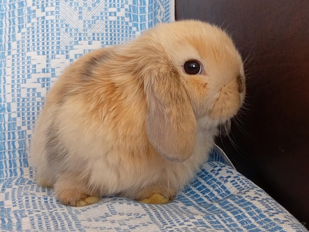 Kouzelná Miminka - Anglický Zakrslý Beránek MiniLop