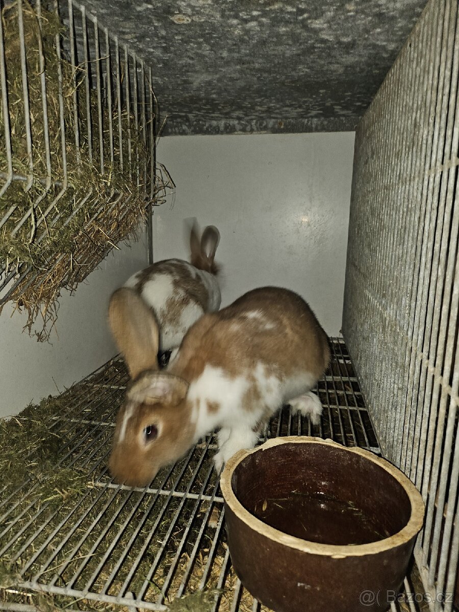 Králíci