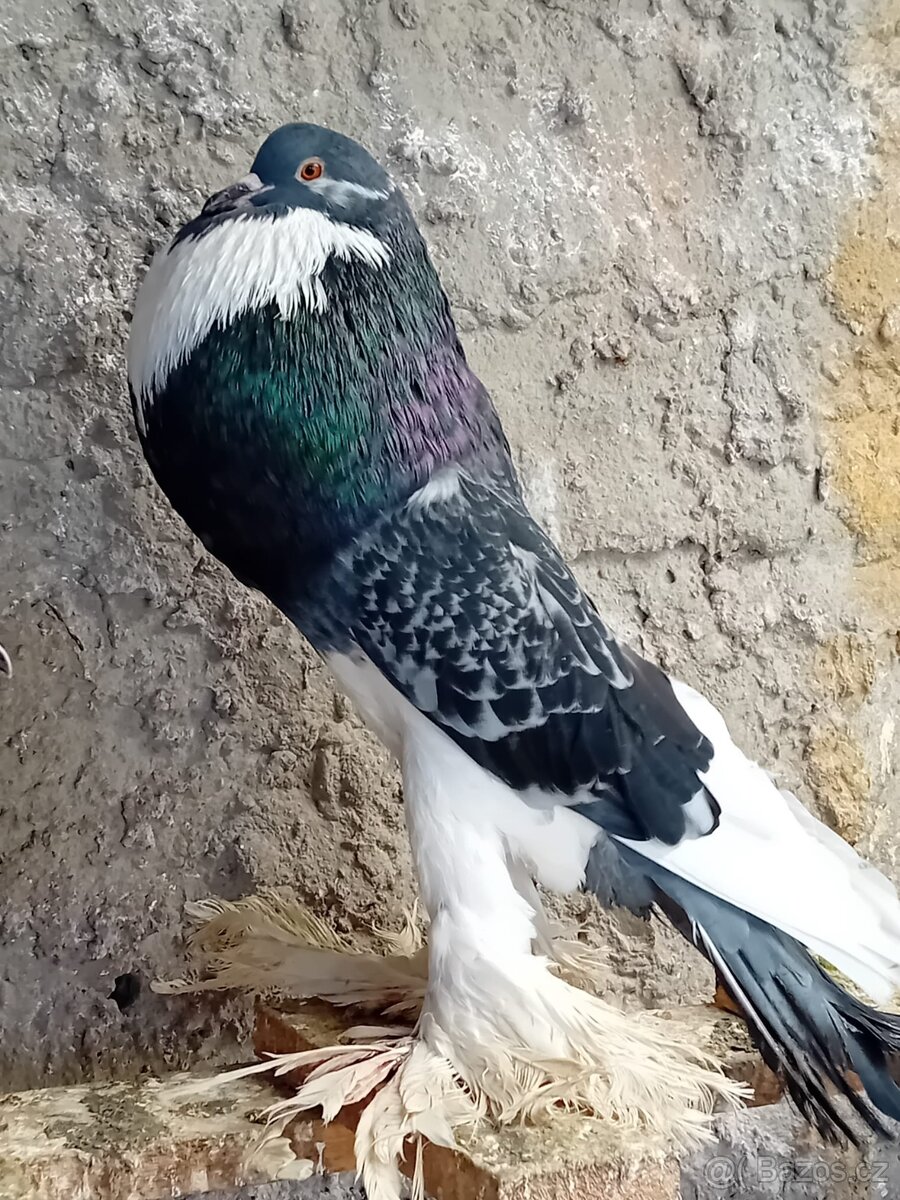 Pomořanský voláč