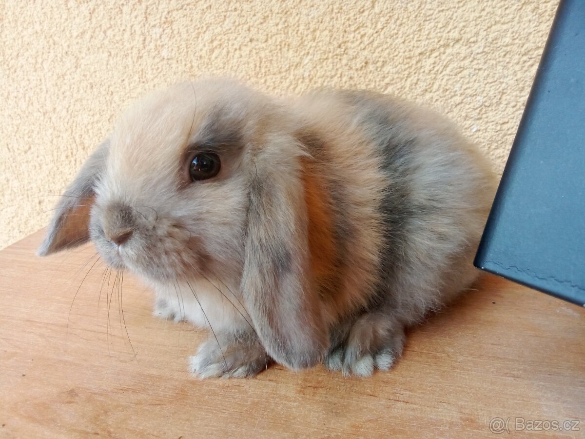 Zakrslí králíčci