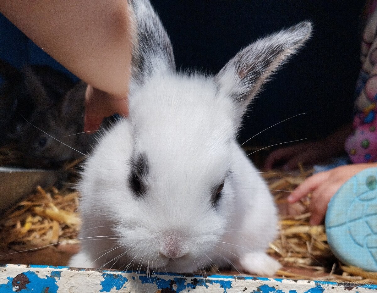 Zakrslý králík