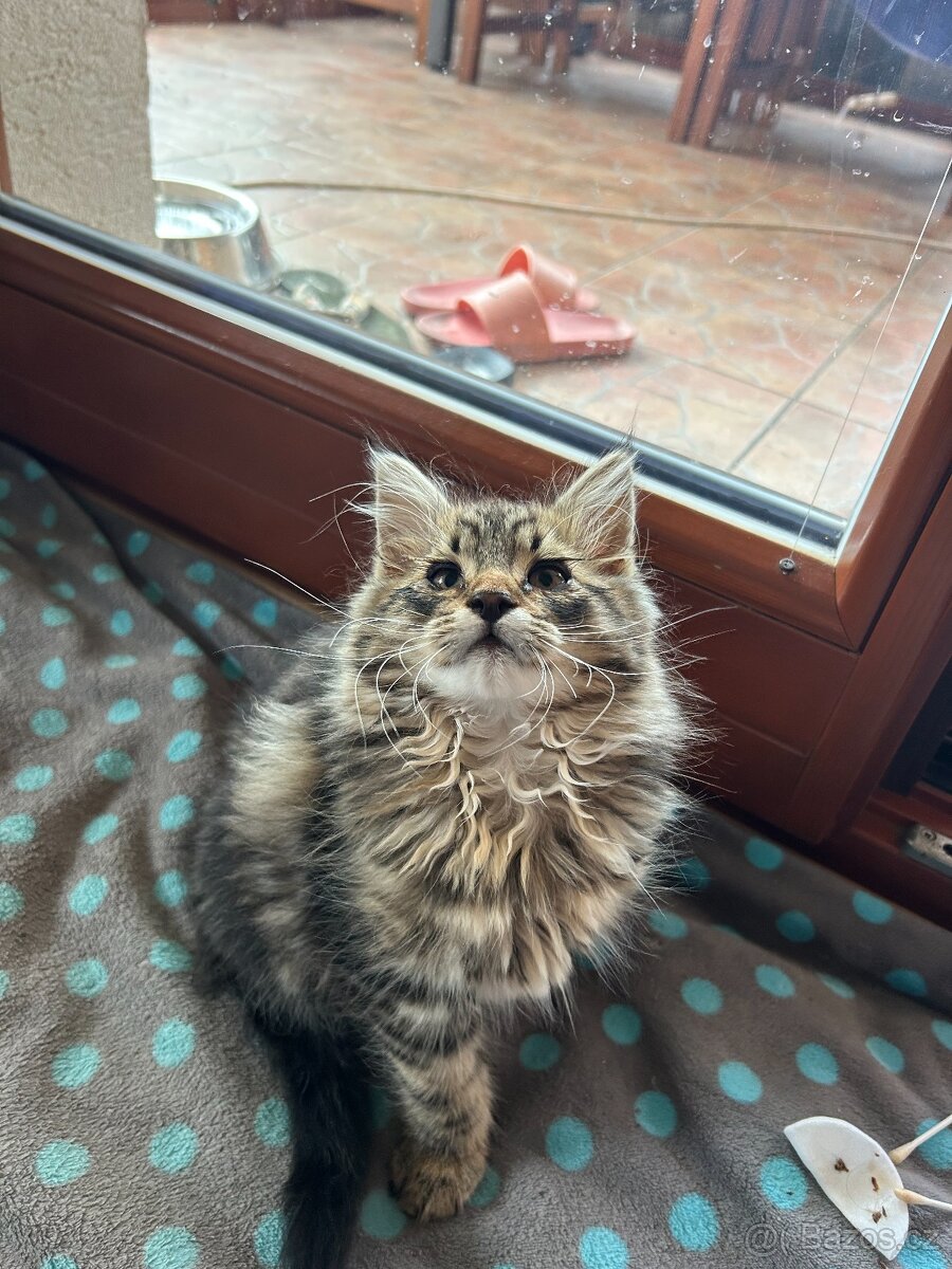 Koťata s geny Mainské mývalí