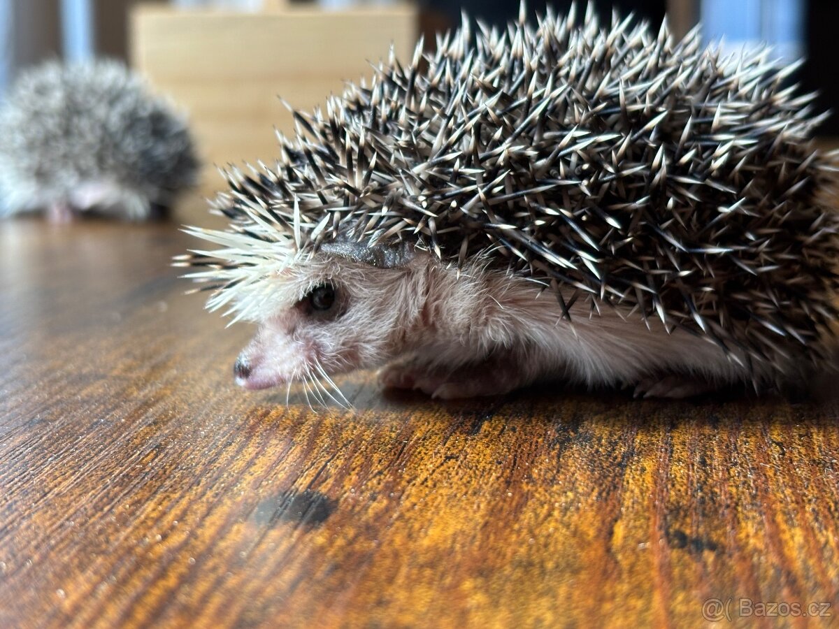 Ježek bělobřichý