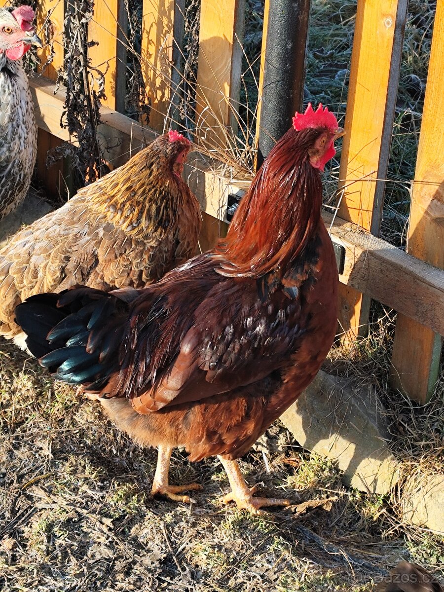 Kohouti plemene Horal