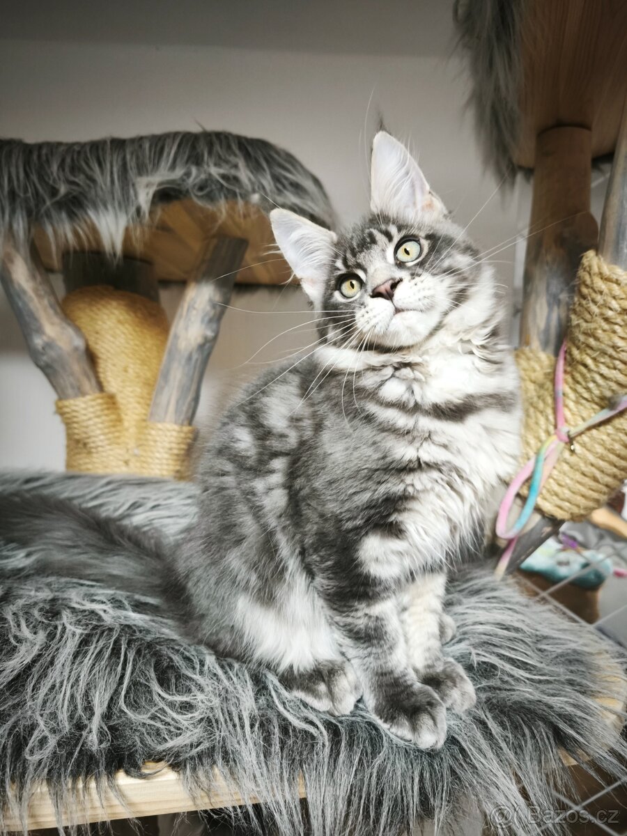 Mainská mývalí s PP