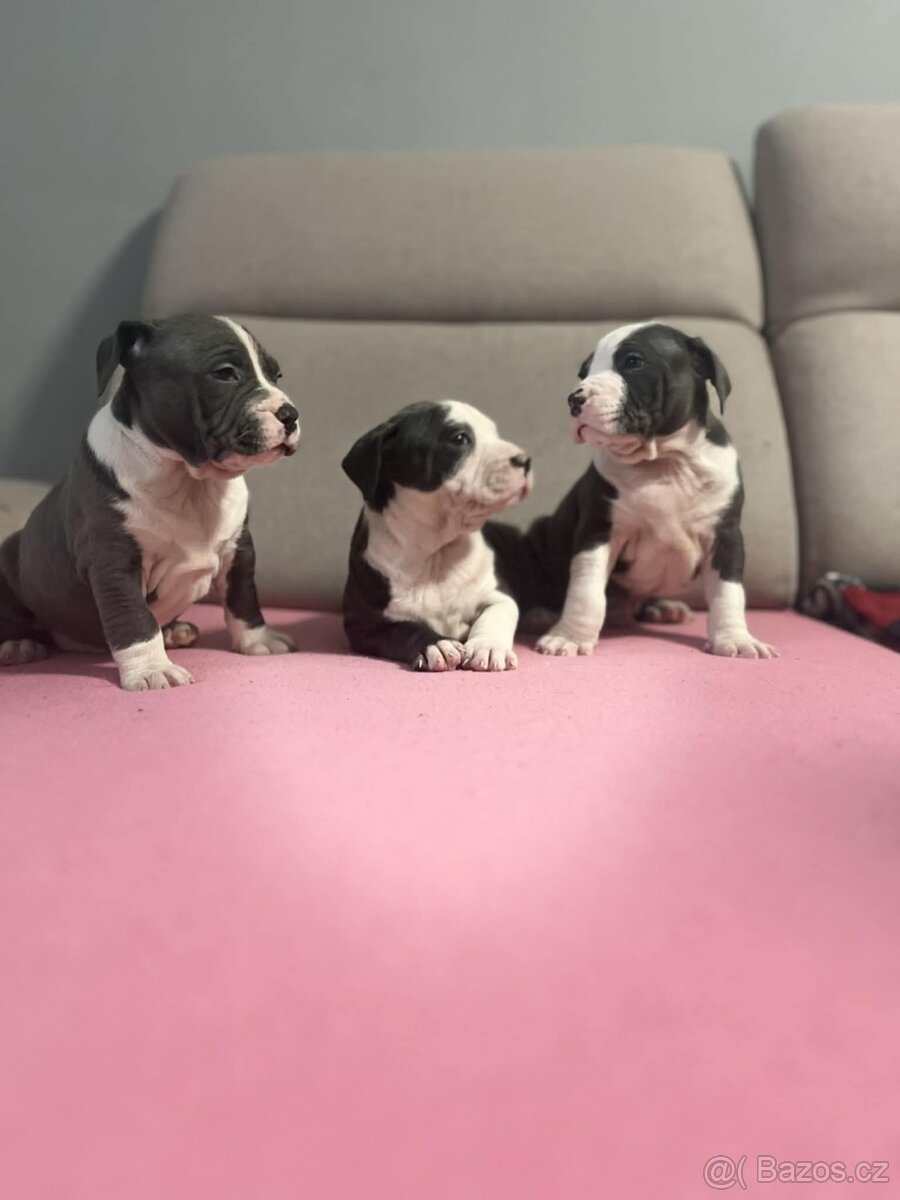 Stafordšírský Bulterier