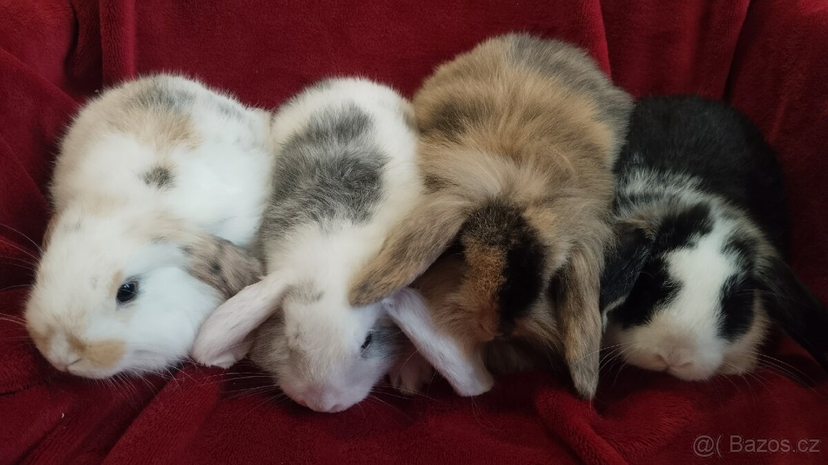 Zakrslý králík beránek