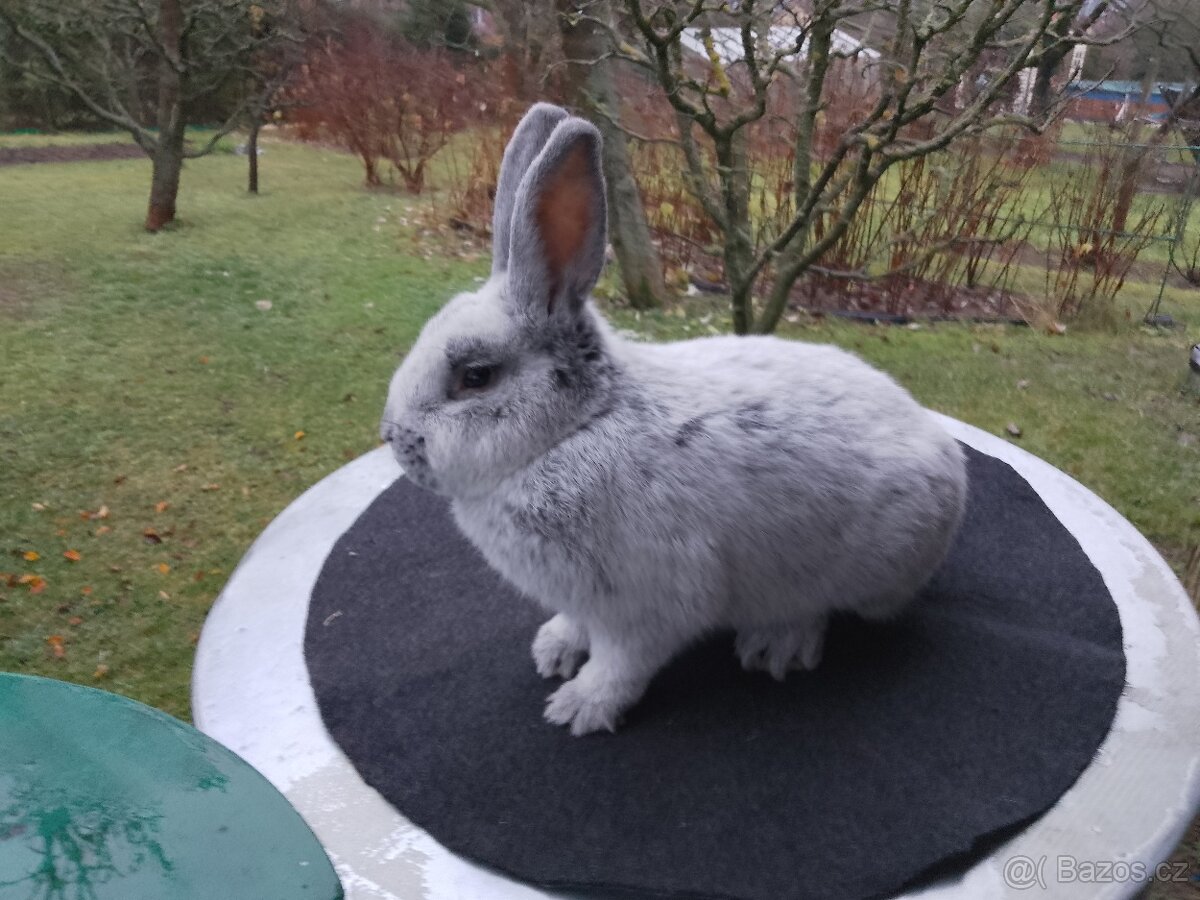 Velký světlý stříbřitý