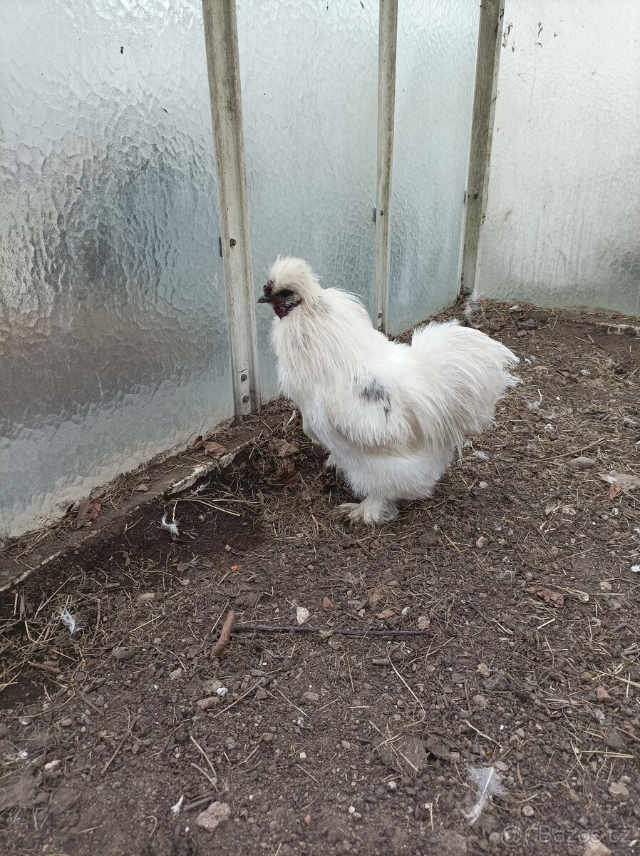 Kohoutek hedvábnicka