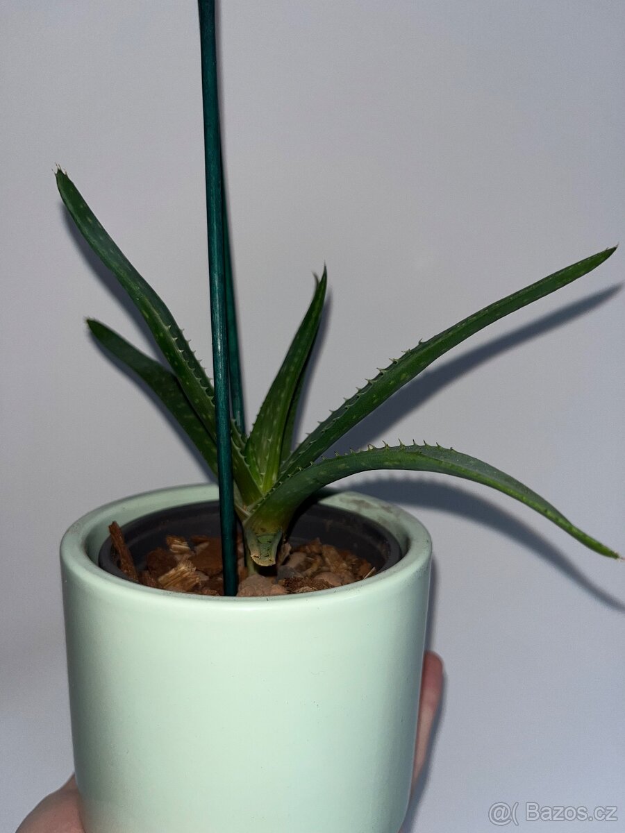 Aloe okrasné