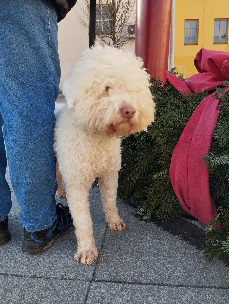 Lagotto Romagnolo s PP