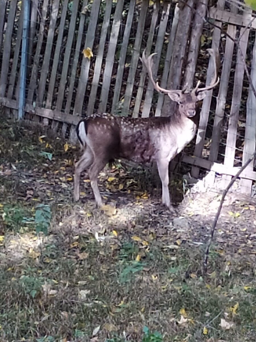 Poplatkový odlov daňků