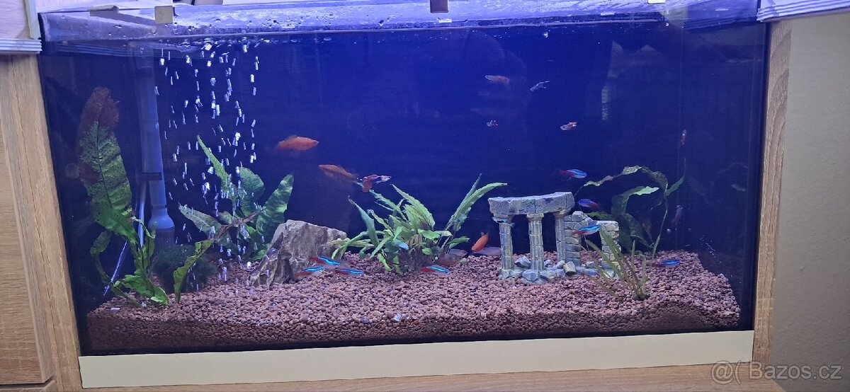 🐠 Prodám 2 kompletně zařízená akvária s rybičkami – 40 l 🐠